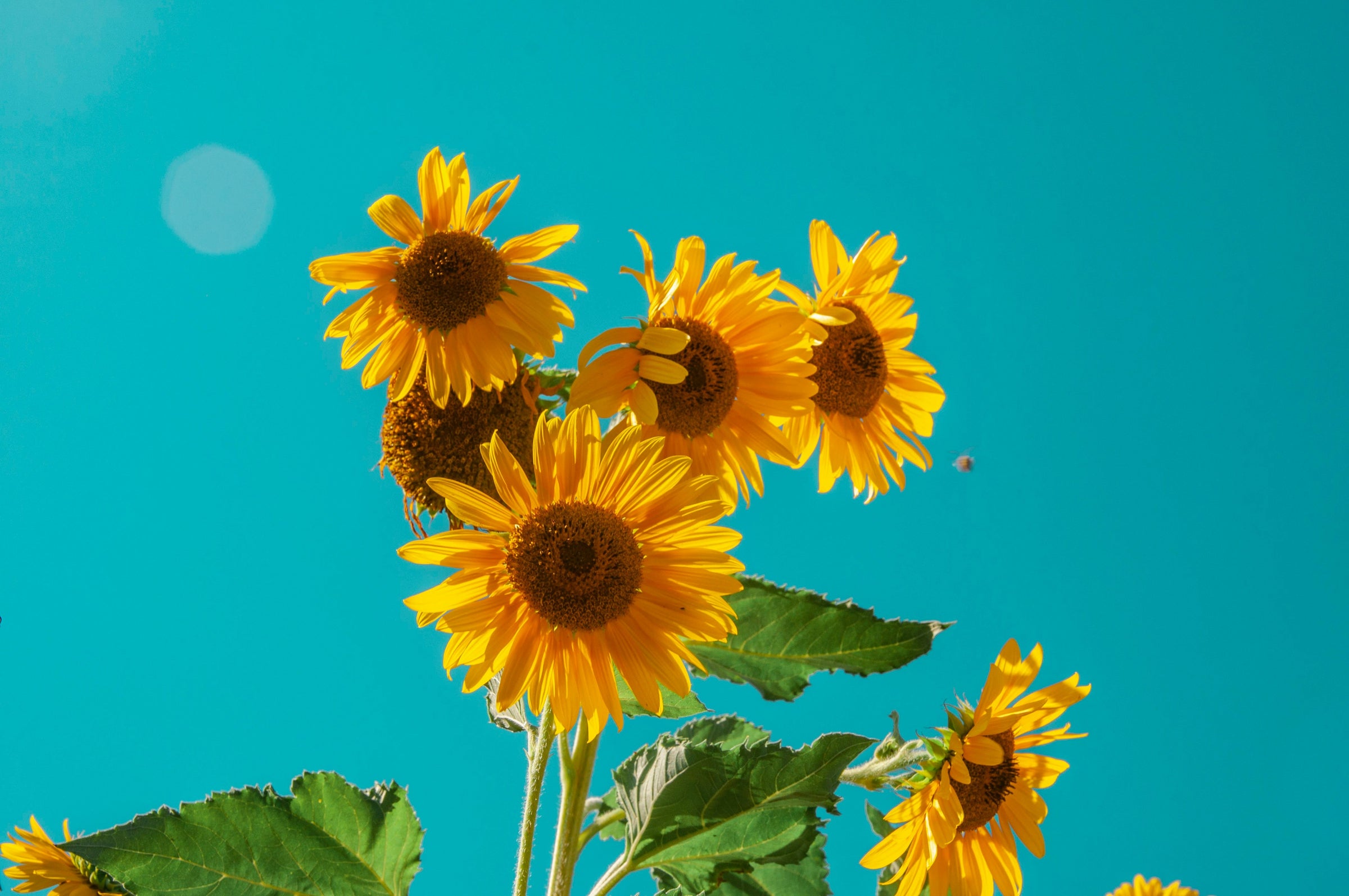 Summer Collection