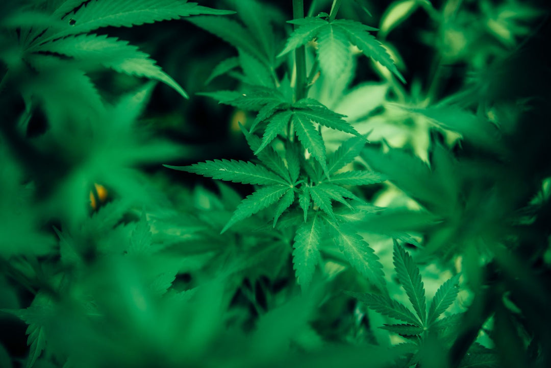 Cannabis in the Workplace - 100% Online