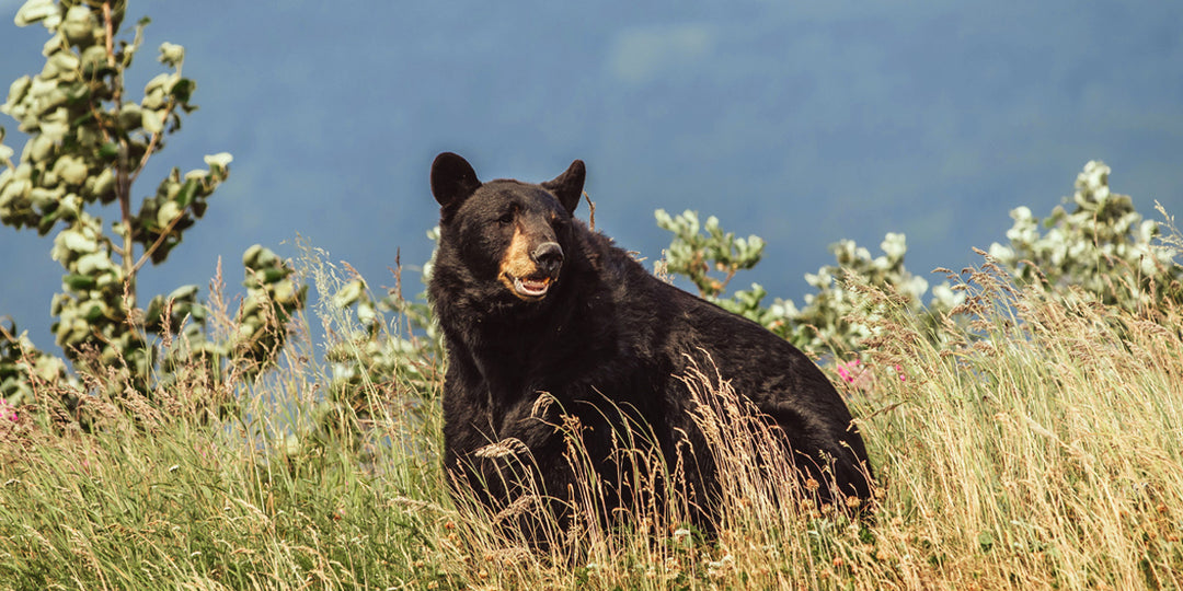What To Do When Encountering a Bear