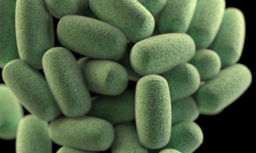 Australian scientists discover how to fight Bacillus cereus bacteria