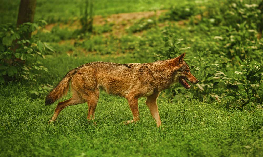 What should you do if you encounter a coyote?