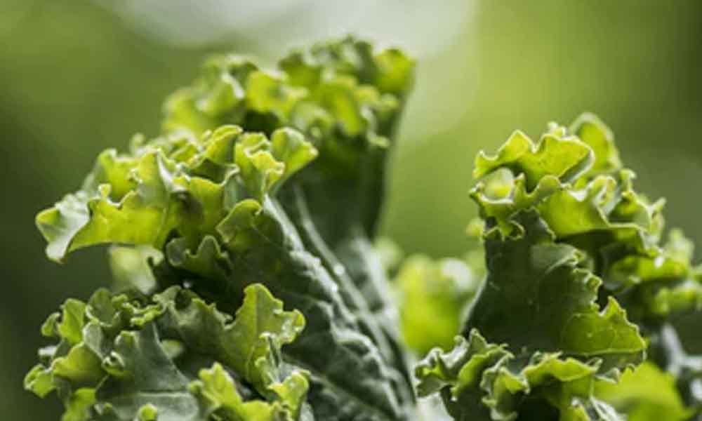 One year later: Leafy greens tested for recall-causing bacteria