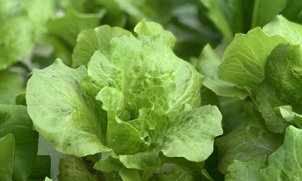 Public Health says it’s not safe to eat romaine lettuce in Ontario and Quebec. So why isn’t it being recalled?