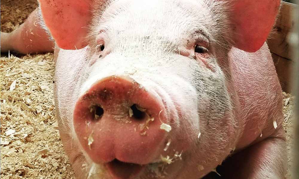 Canada Meat Council Very Aware Of African Swine Fever