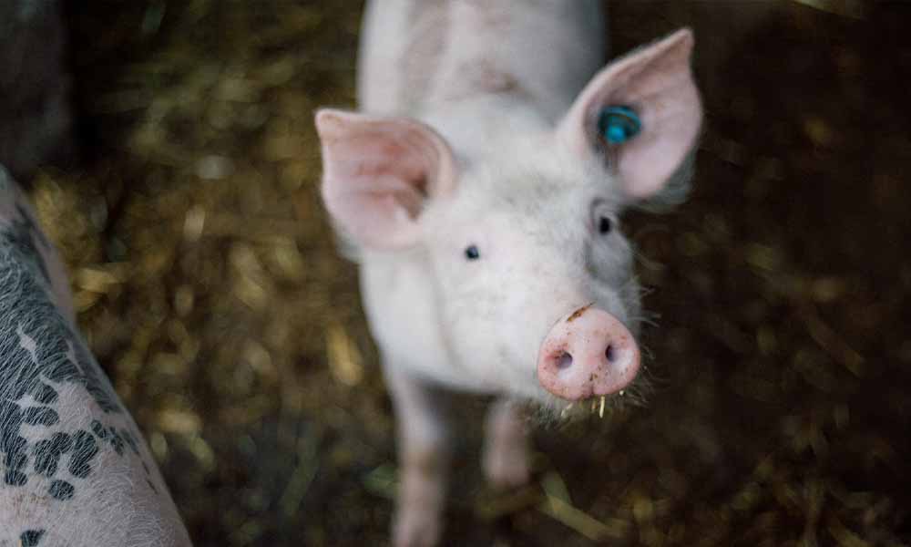Scientists find cause for concern about hepatitis E in slaughterhouse pigs