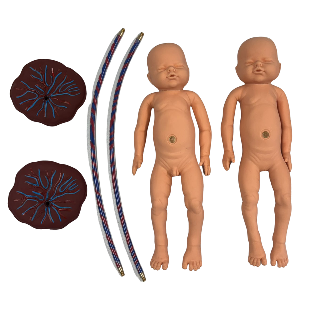 Birthing Simulator Training Model with Twin Fetus Set & Placenta