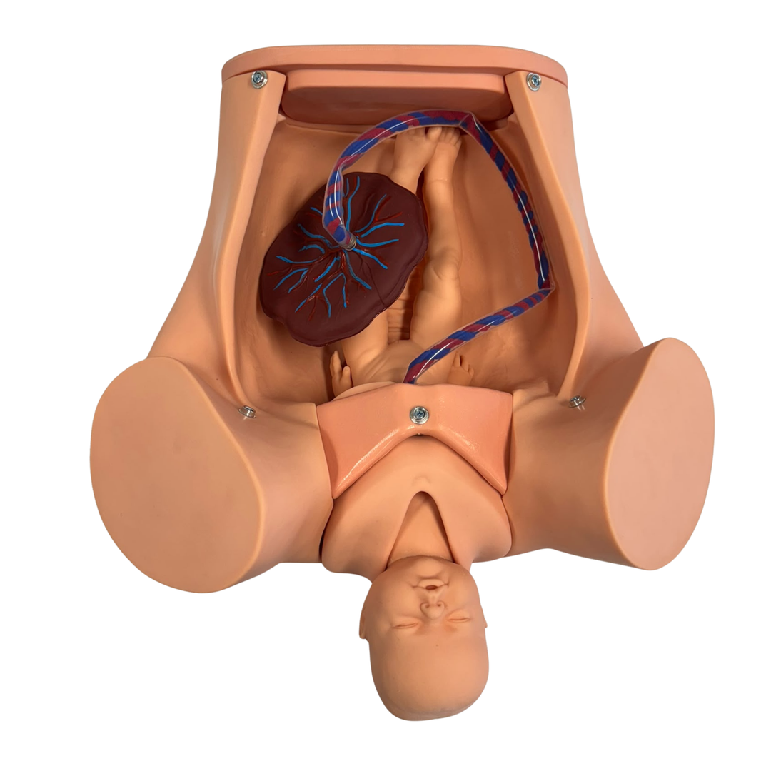 Birthing Simulator Training Model with Twin Fetus Set & Placenta