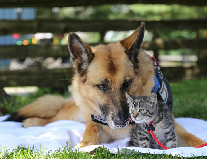 Picture of an adult German Shepherd and tabby Kitten, laying together on a white cloth blanket in the grass. The dog appears to be a service dog, wearing an appropriate vest.